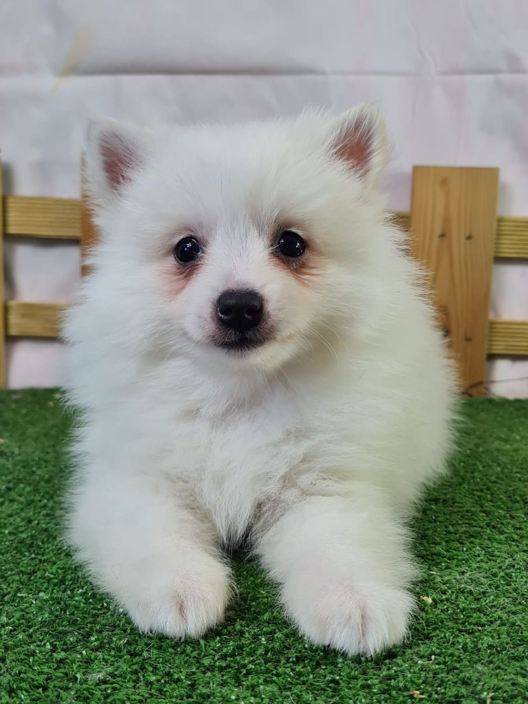 du mont de la chenaie - Chiots disponibles - Volpino Italiano