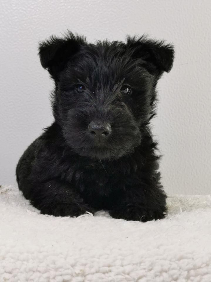 du mont de la chenaie - Scottish Terrier - Portée née le 22/10/2021