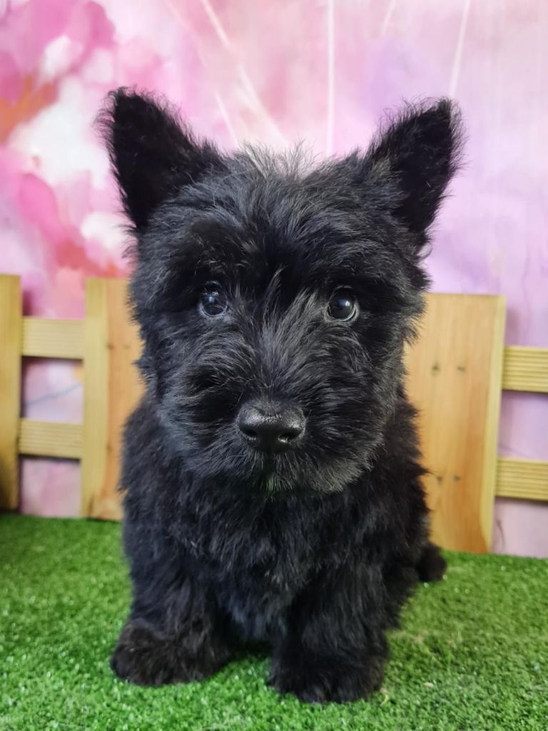 du mont de la chenaie - Scottish Terrier - Portée née le 30/08/2022