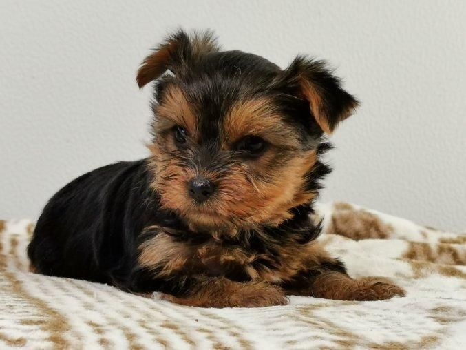 du mont de la chenaie - Yorkshire Terrier - Portée née le 26/11/2020
