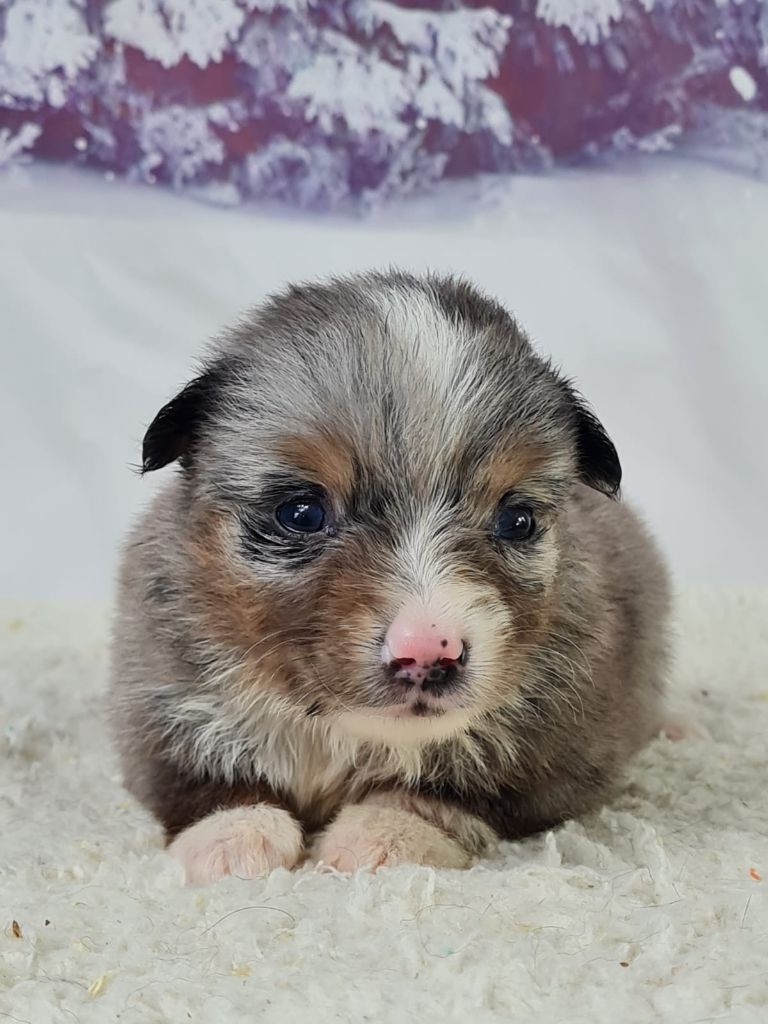du mont de la chenaie - Chiots disponibles - Berger Américain Miniature 