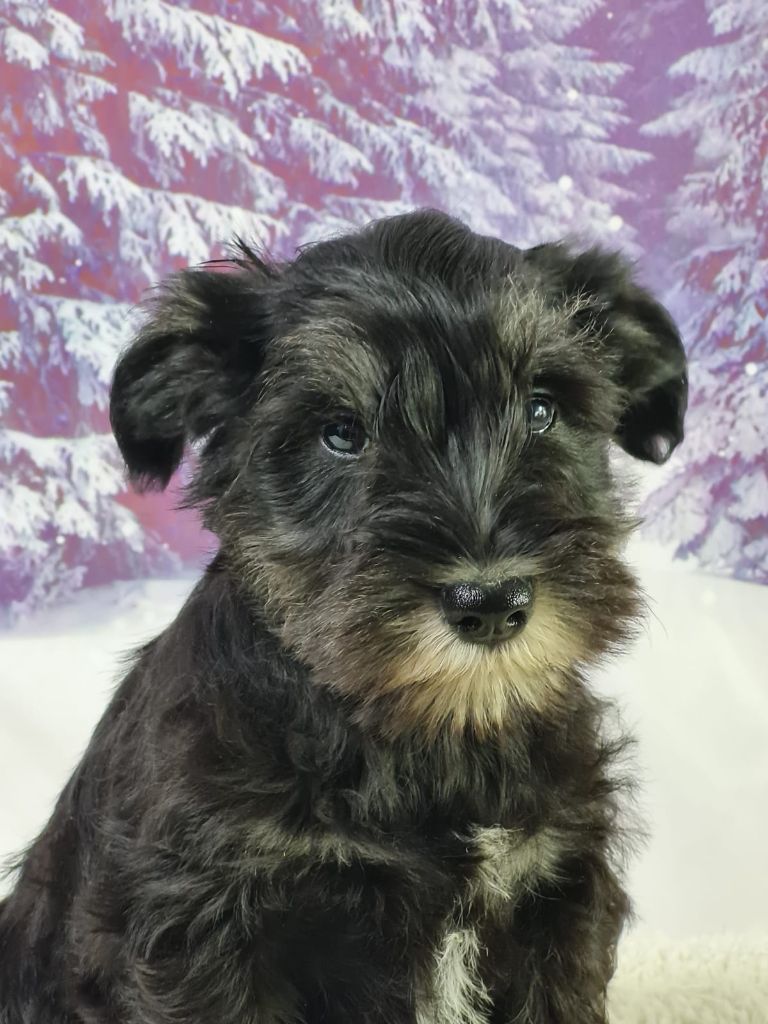 du mont de la chenaie - Chiots disponibles - Schnauzer miniature