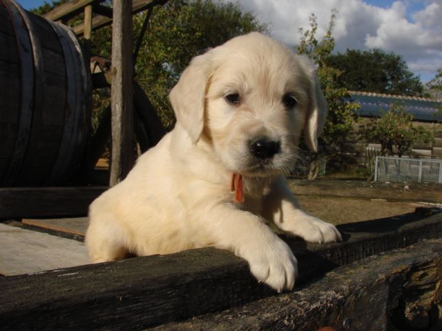 du mont de la chenaie - Golden Retriever - Portée née le 27/07/2020