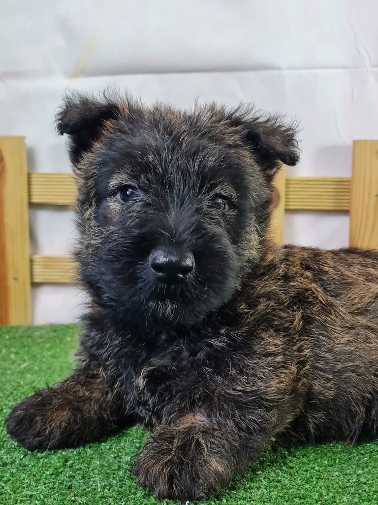 du mont de la chenaie - Chiots disponibles - Scottish Terrier