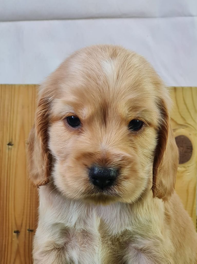du mont de la chenaie - Chiots disponibles - Cocker Spaniel Anglais
