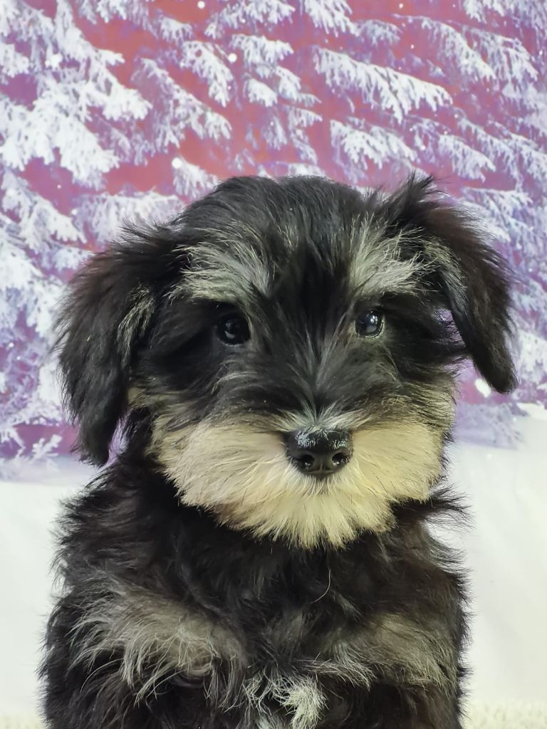 du mont de la chenaie - Chiots disponibles - Schnauzer miniature