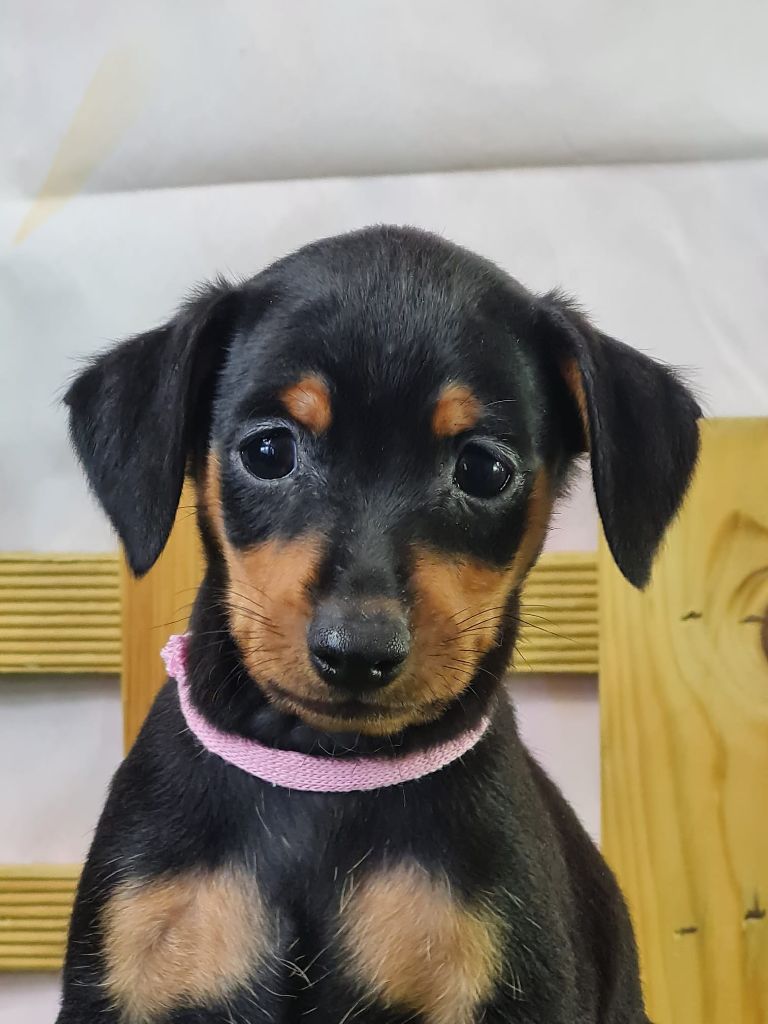 du mont de la chenaie - Chiots disponibles - Pinscher nain