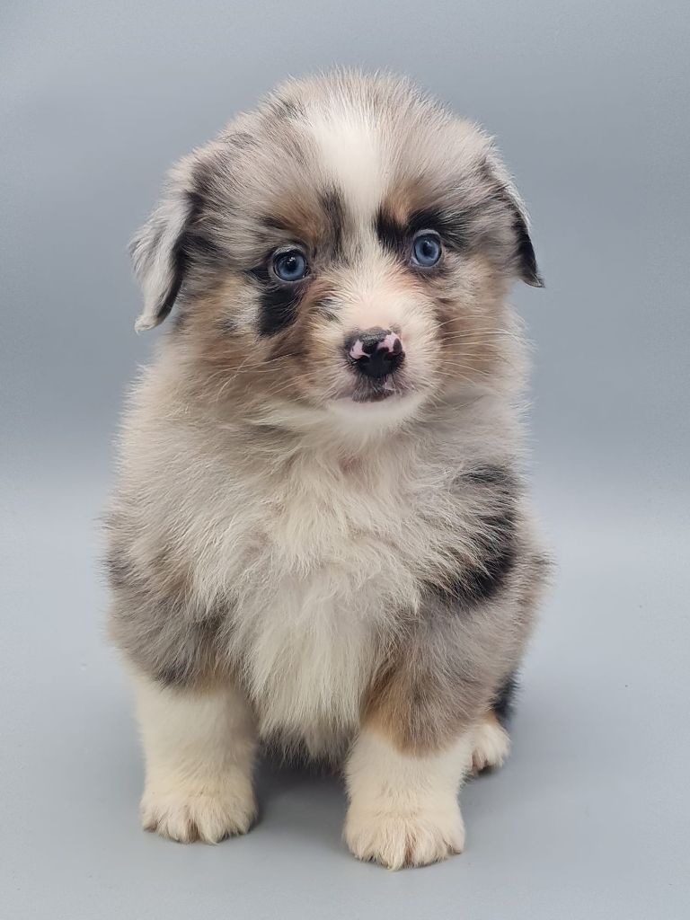 du mont de la chenaie - Chiots disponibles - Berger Américain Miniature 