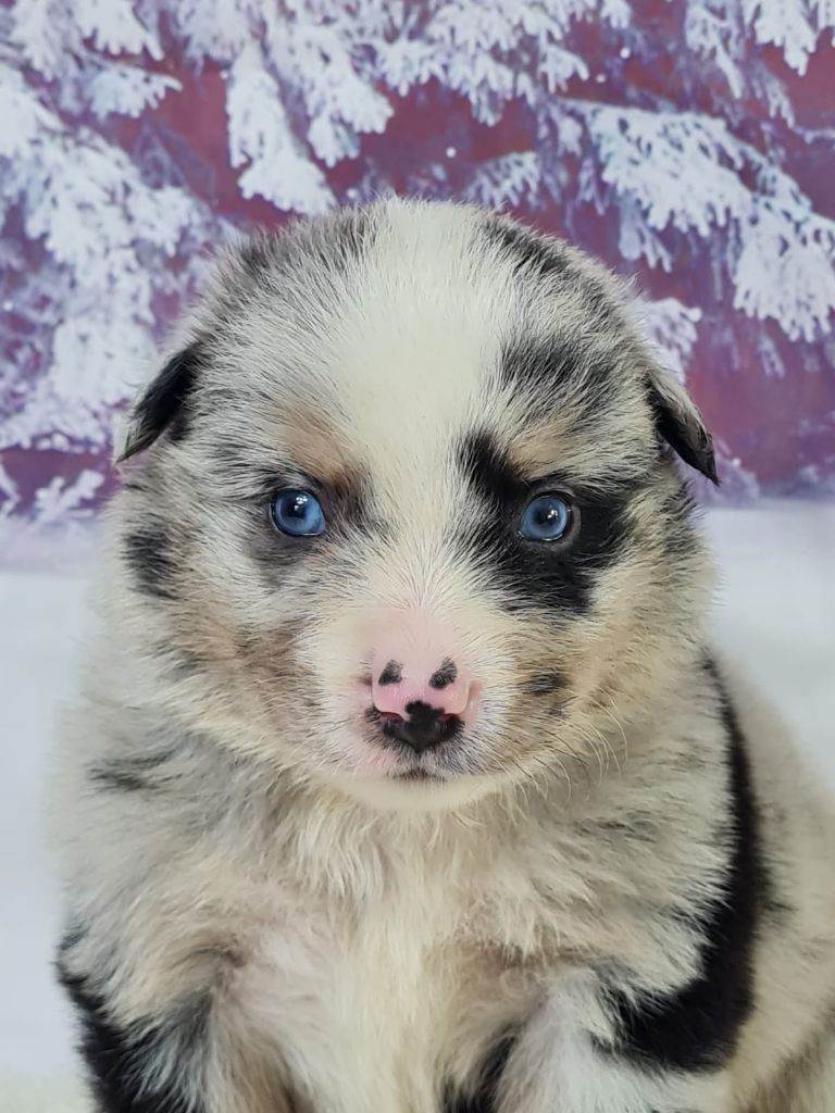 du mont de la chenaie - Chiots disponibles - Berger Américain Miniature 