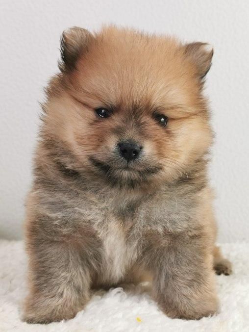 du mont de la chenaie - Spitz allemand - Portée née le 03/12/2021