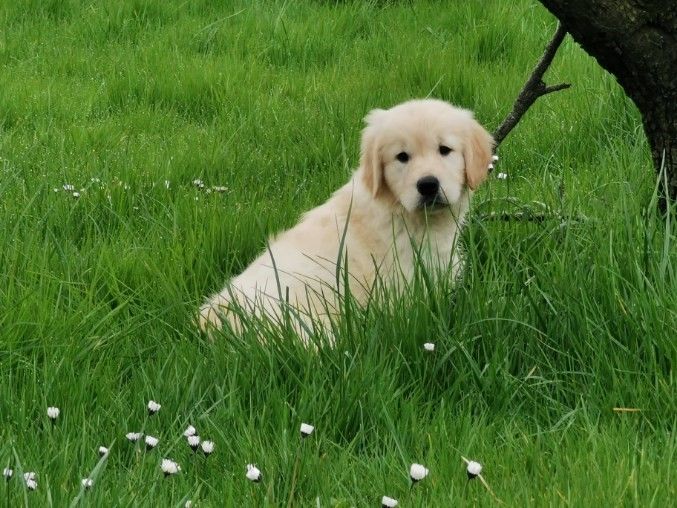 du mont de la chenaie - Golden Retriever - Portée née le 19/01/2020