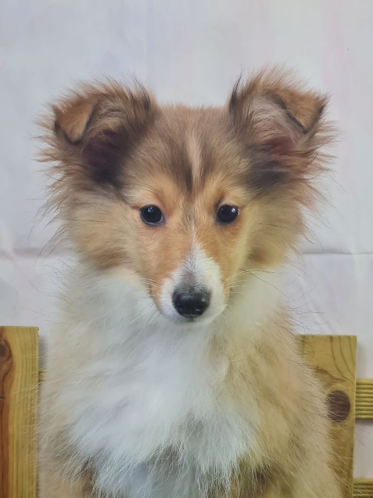 du mont de la chenaie - Chiots disponibles - Shetland Sheepdog