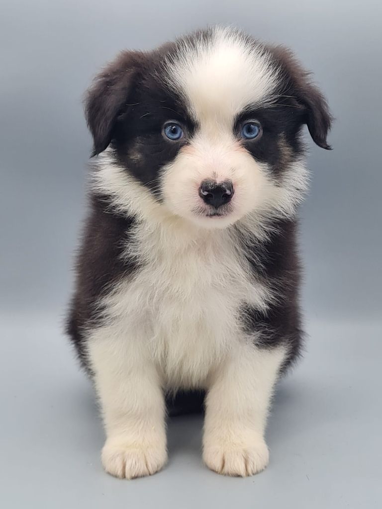 du mont de la chenaie - Chiots disponibles - Berger Américain Miniature 