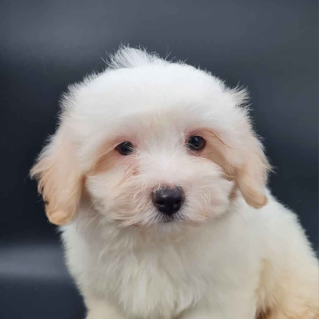 du mont de la chenaie - Chiots disponibles - Coton de Tulear