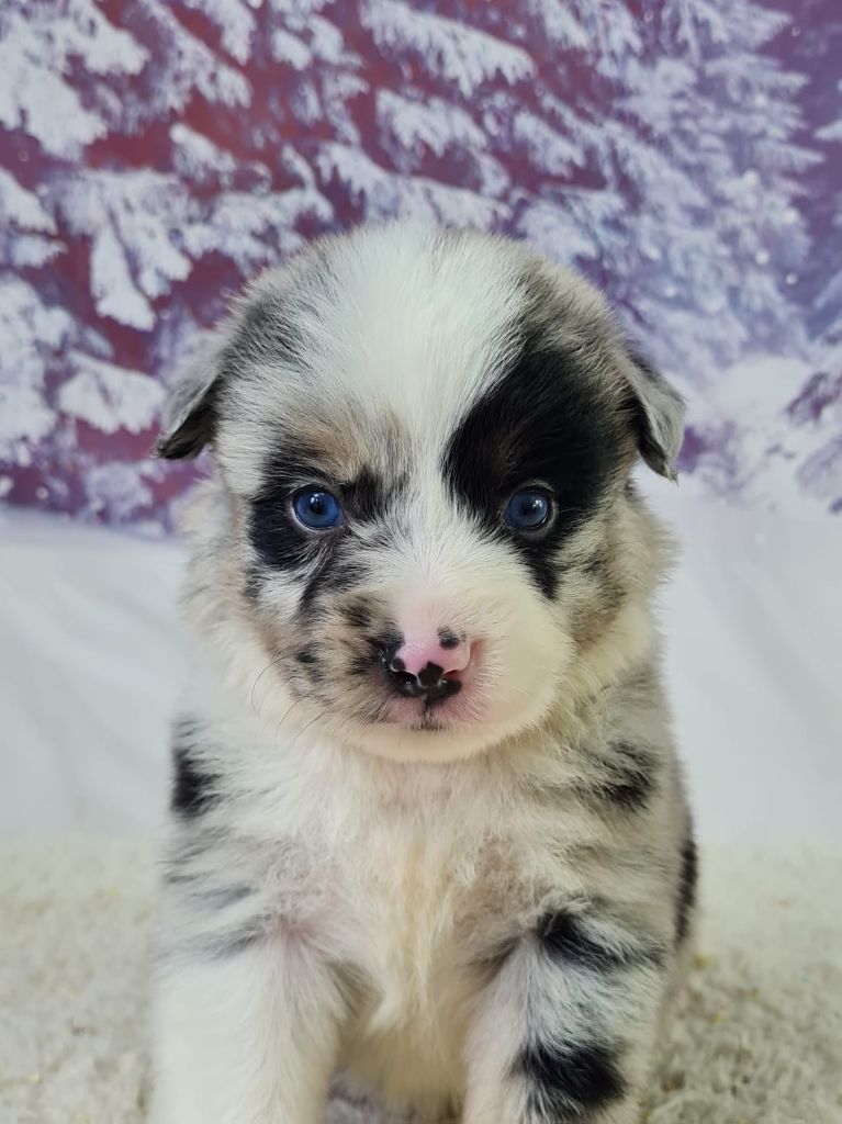 du mont de la chenaie - Chiots disponibles - Berger Américain Miniature 