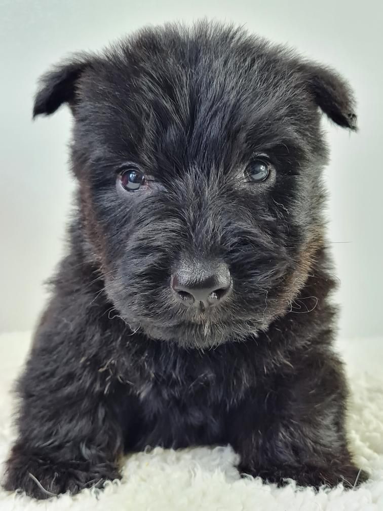 du mont de la chenaie - Scottish Terrier - Portée née le 02/02/2022