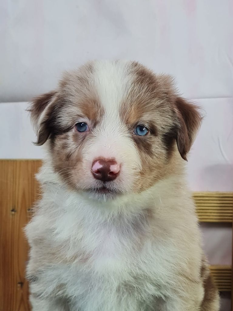 du mont de la chenaie - Chiots disponibles - Berger Américain Miniature 