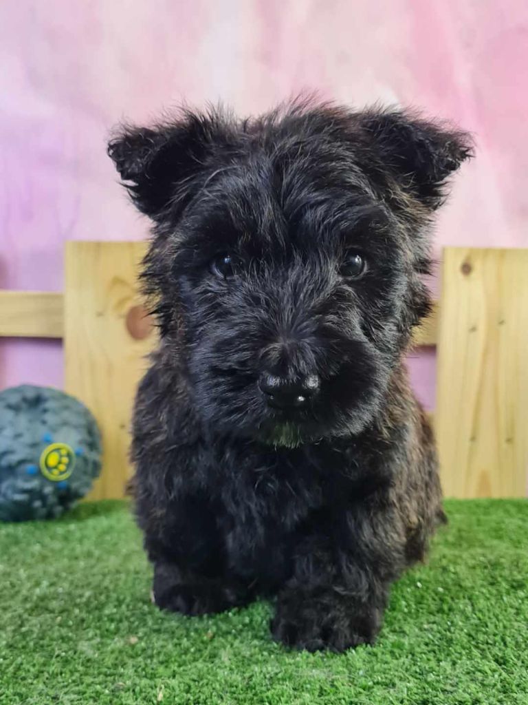 du mont de la chenaie - Scottish Terrier - Portée née le 12/09/2022