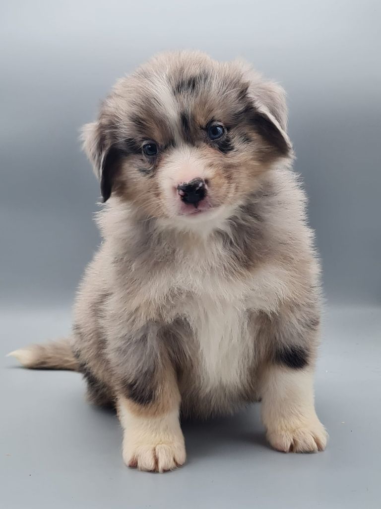 du mont de la chenaie - Chiots disponibles - Berger Américain Miniature 