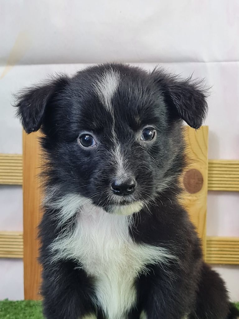 du mont de la chenaie - Chiots disponibles - Berger Américain Miniature 