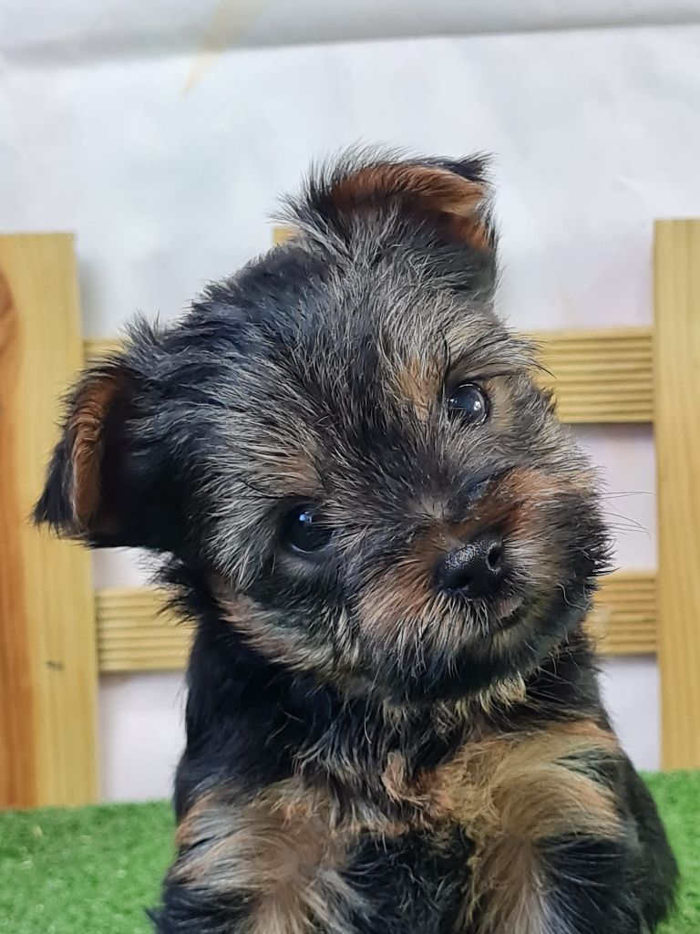 du mont de la chenaie - Chiots disponibles - Yorkshire Terrier