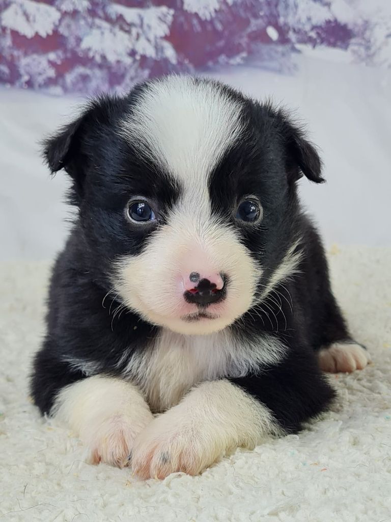 du mont de la chenaie - Chiots disponibles - Berger Américain Miniature 