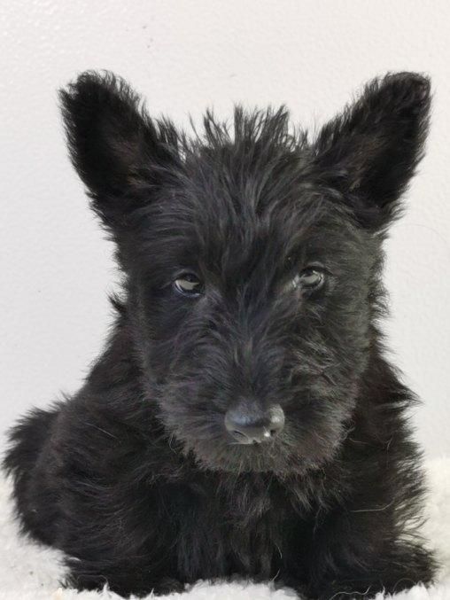 du mont de la chenaie - Scottish Terrier - Portée née le 03/07/2021