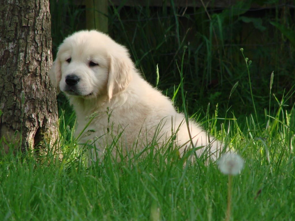 du mont de la chenaie - Golden Retriever - Portée née le 11/03/2020