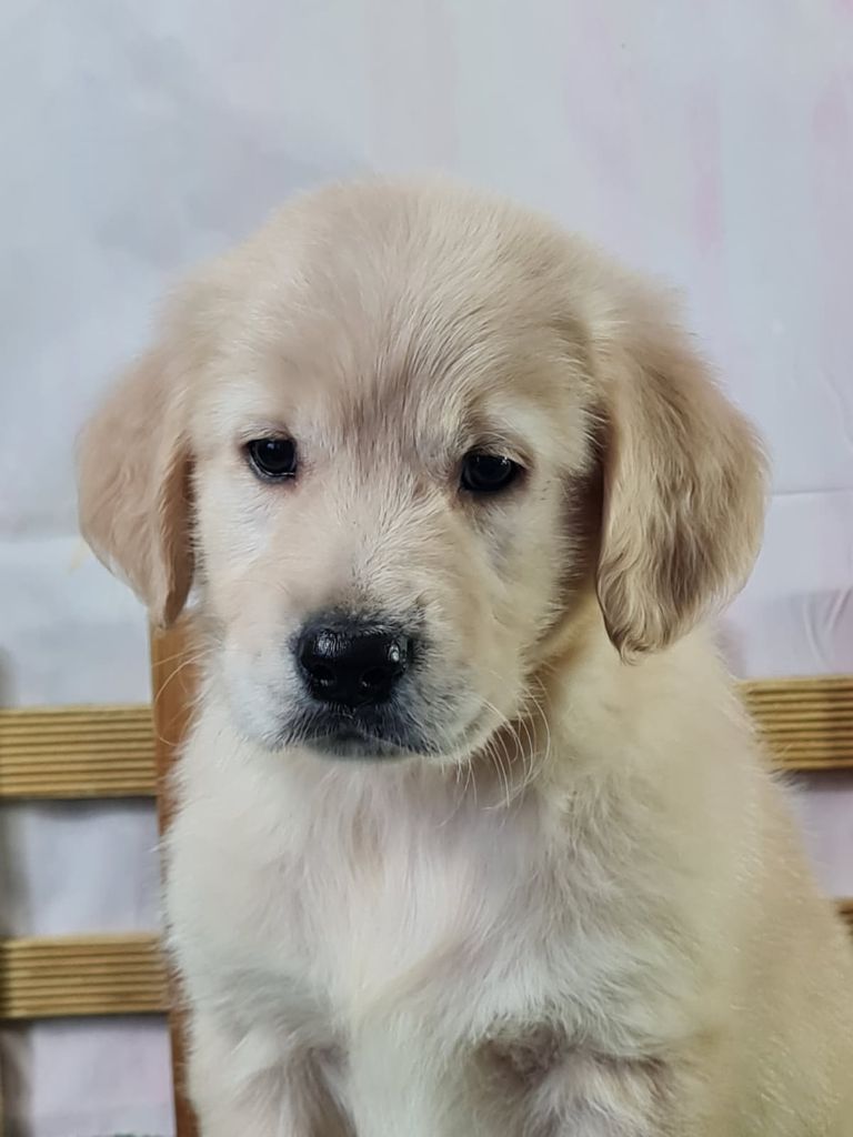du mont de la chenaie - Chiots disponibles - Golden Retriever