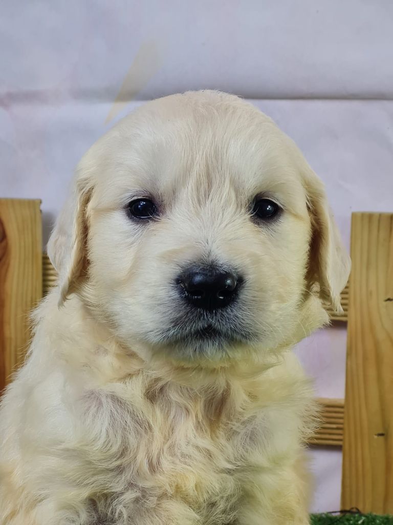 du mont de la chenaie - Chiots disponibles - Golden Retriever