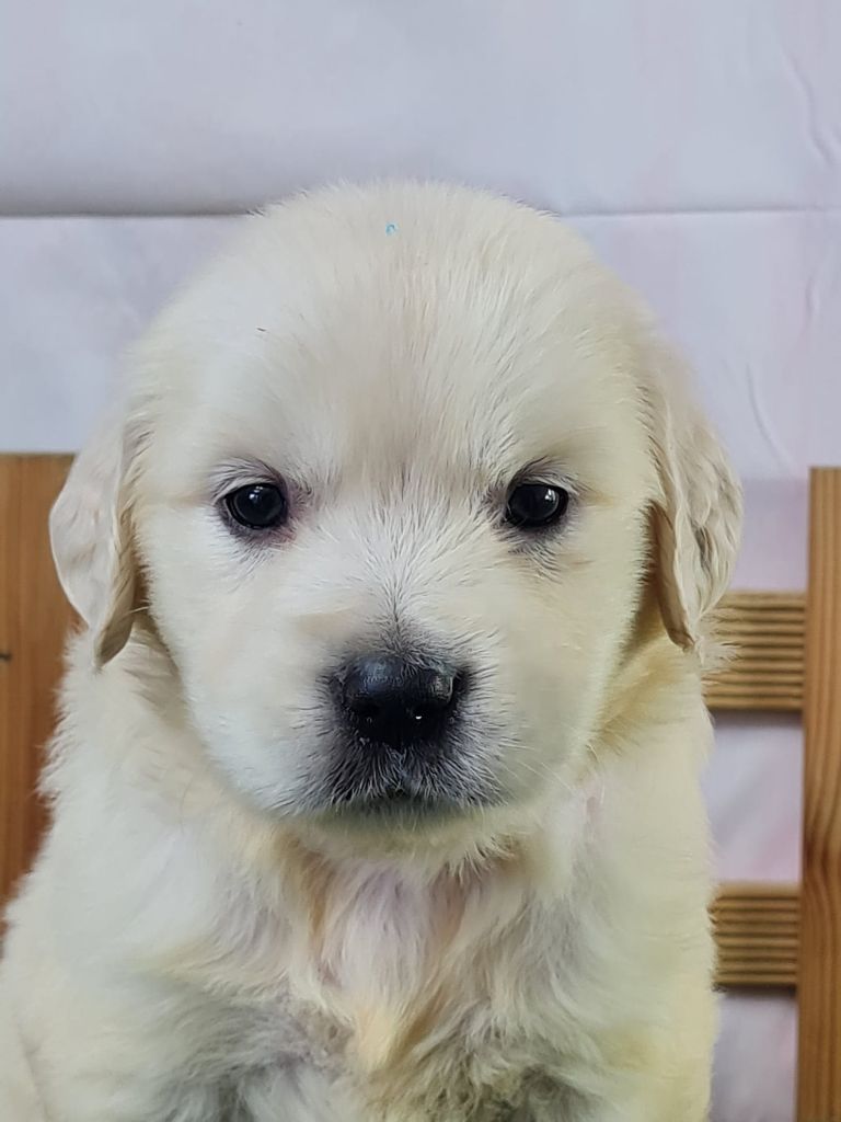 du mont de la chenaie - Chiots disponibles - Golden Retriever