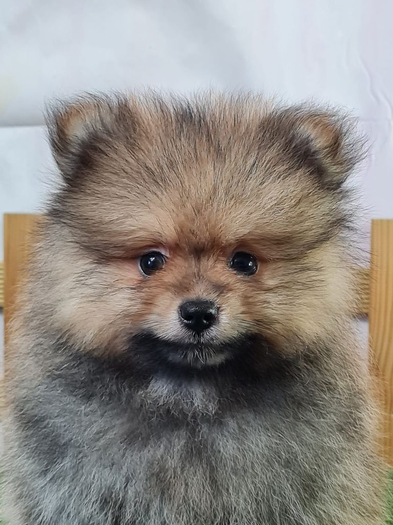du mont de la chenaie - Chiots disponibles - Spitz allemand