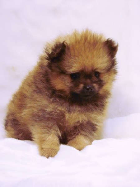 du mont de la chenaie - Spitz allemand - Portée née le 22/10/2015