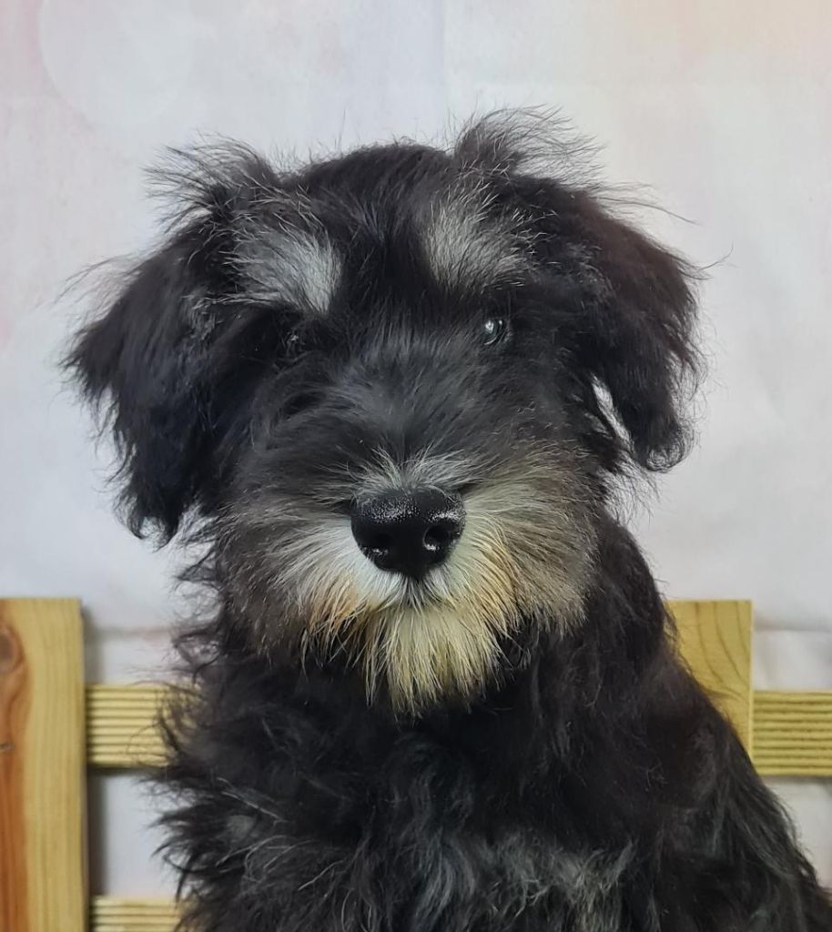du mont de la chenaie - Schnauzer miniature - Portée née le 08/07/2023