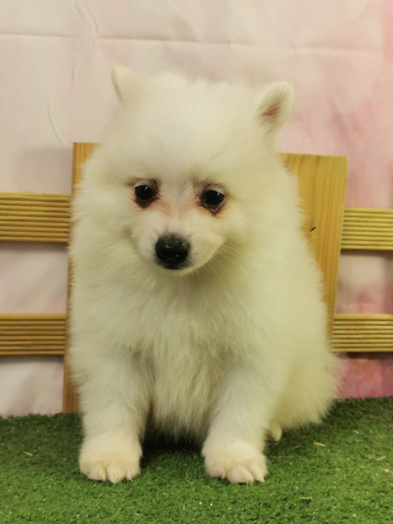 du mont de la chenaie - Chiots disponibles - Volpino Italiano