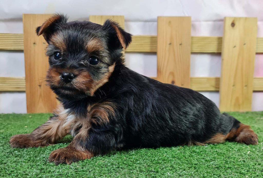 du mont de la chenaie - Yorkshire Terrier - Portée née le 17/10/2024