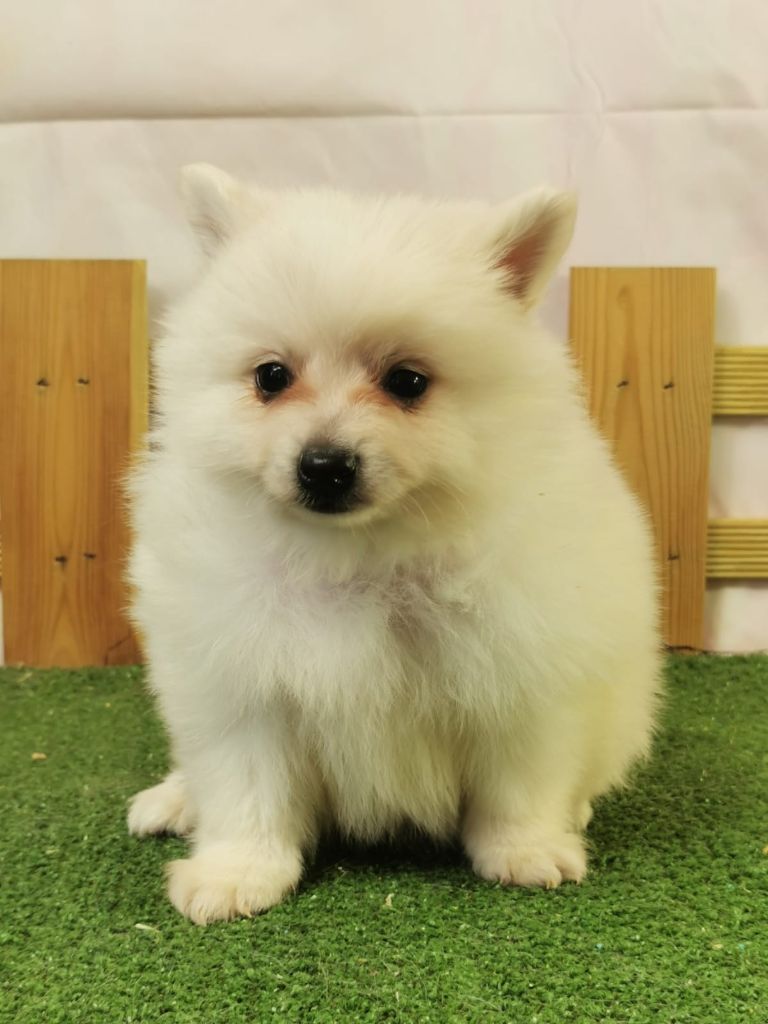 du mont de la chenaie - Chiots disponibles - Volpino Italiano