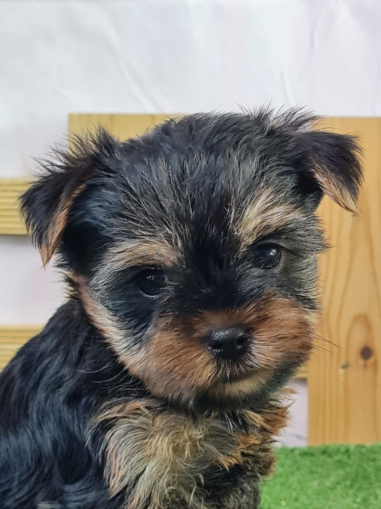 du mont de la chenaie - Yorkshire Terrier - Portée née le 07/05/2025