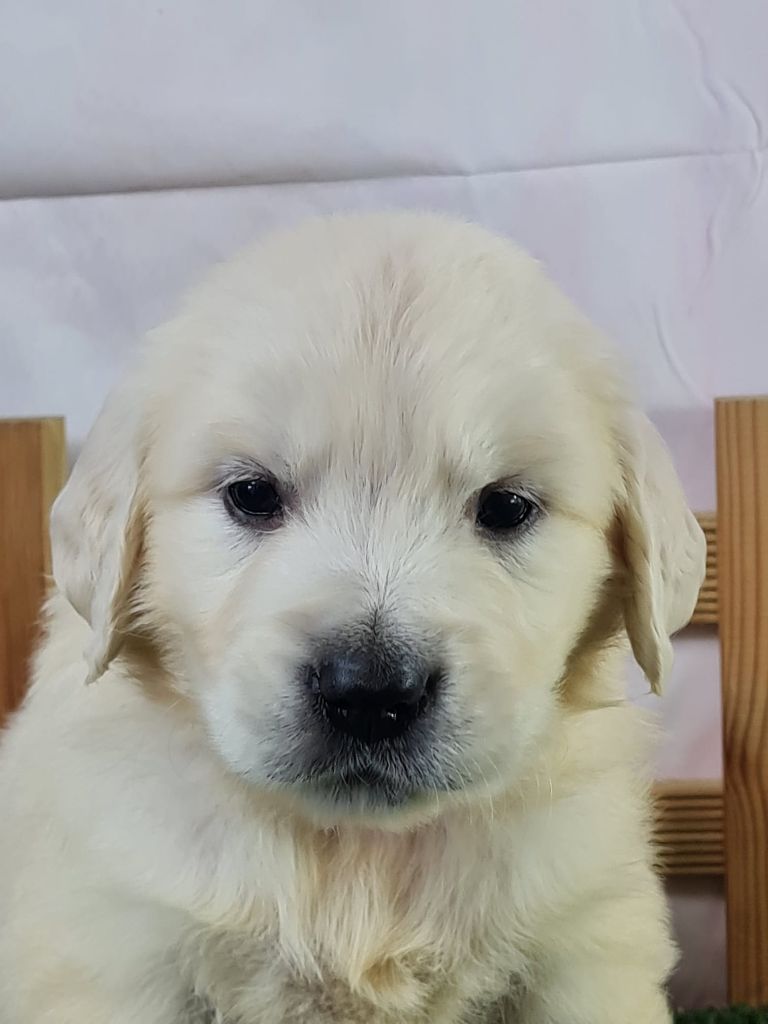 du mont de la chenaie - Chiots disponibles - Golden Retriever