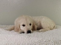 CHIOT