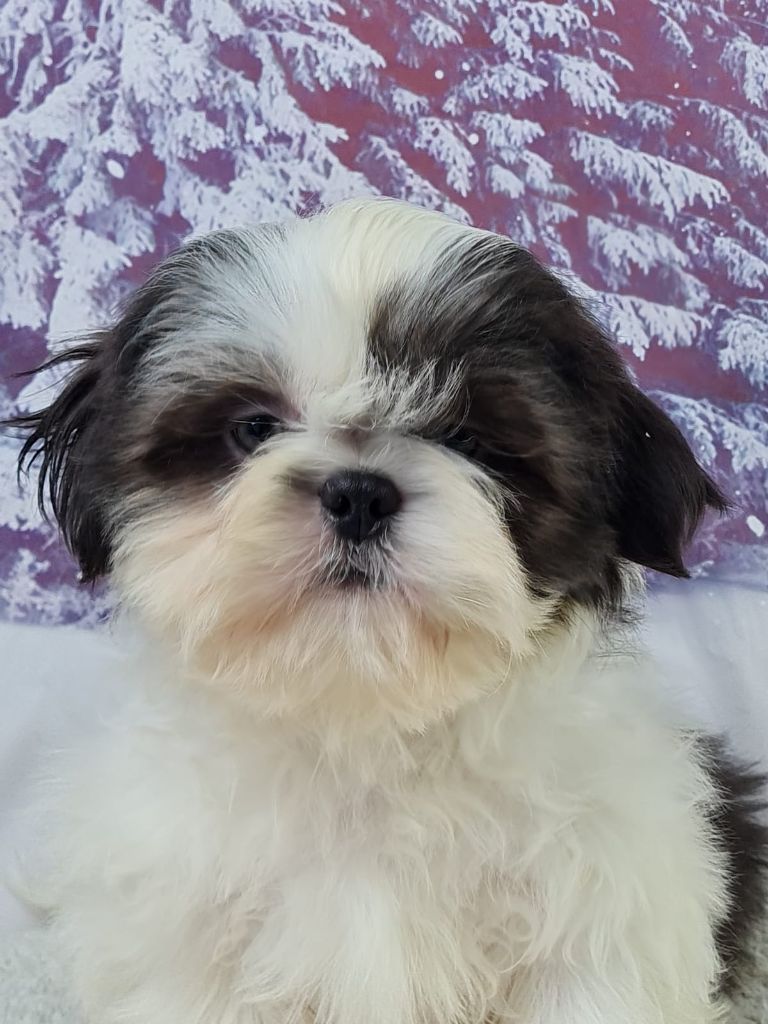 du mont de la chenaie - Chiots disponibles - Shih Tzu