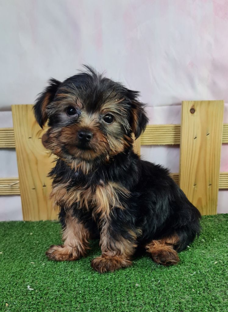 du mont de la chenaie - Yorkshire Terrier - Portée née le 01/05/2024