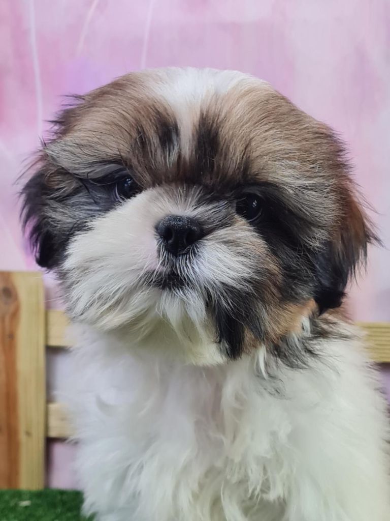 du mont de la chenaie - Shih Tzu - Portée née le 23/08/2022