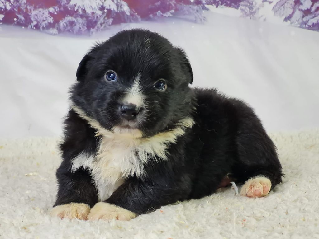 du mont de la chenaie - Chiots disponibles - Berger Américain Miniature 
