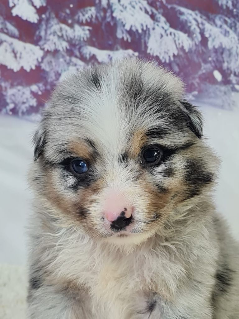 du mont de la chenaie - Chiots disponibles - Berger Américain Miniature 