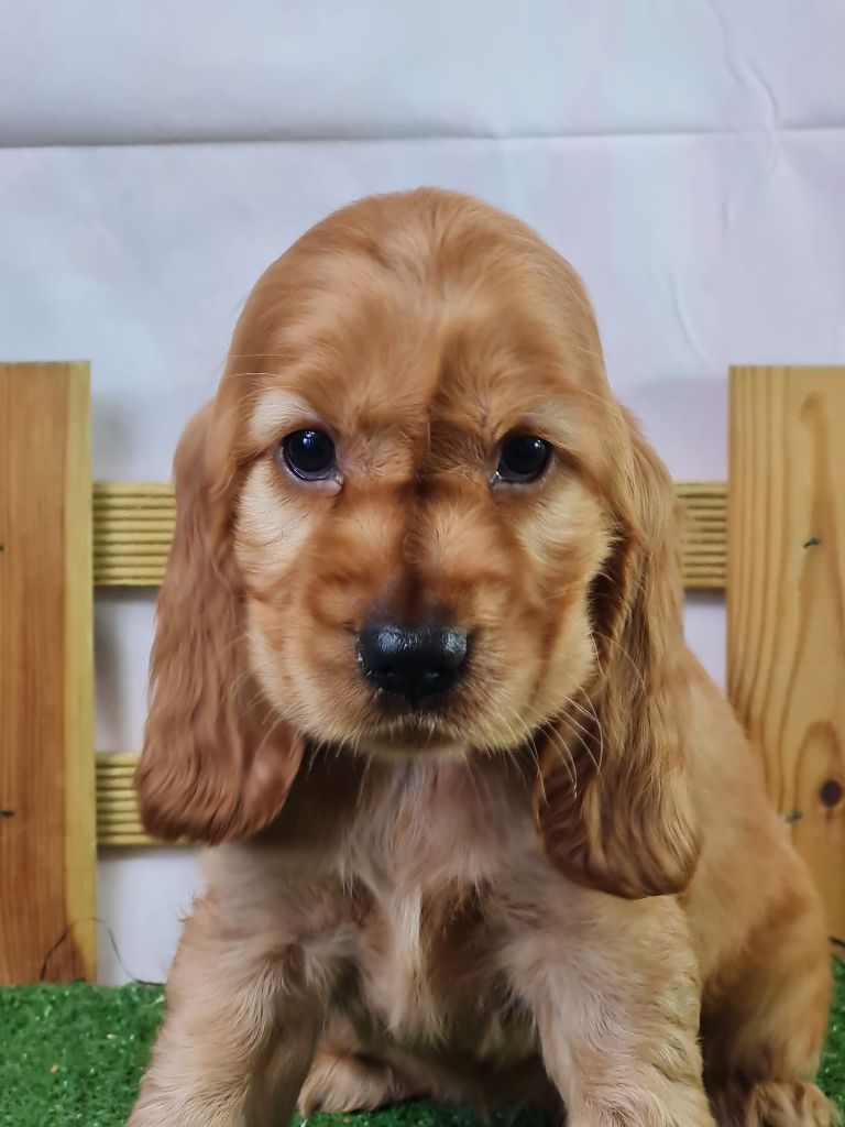 du mont de la chenaie - Chiots disponibles - Cocker Spaniel Anglais