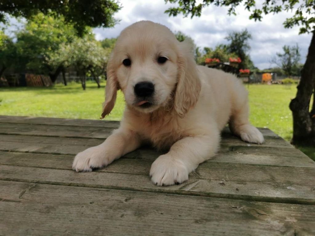 du mont de la chenaie - Golden Retriever - Portée née le 29/05/2021