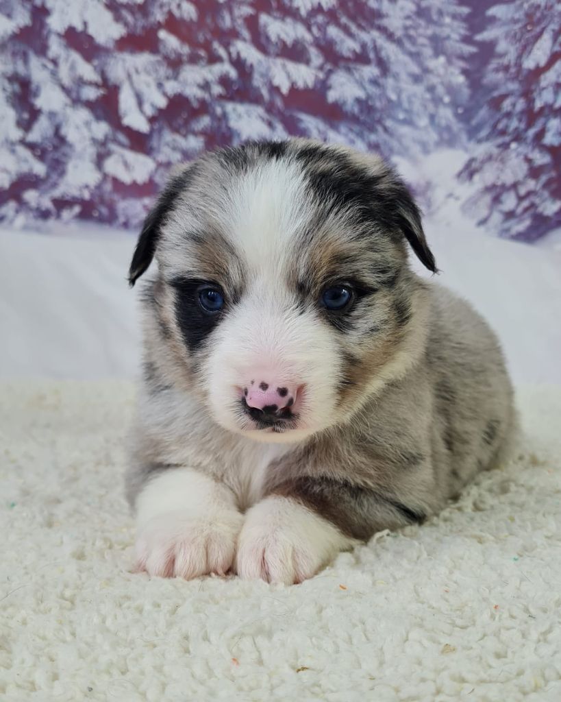 du mont de la chenaie - Chiots disponibles - Berger Américain Miniature 