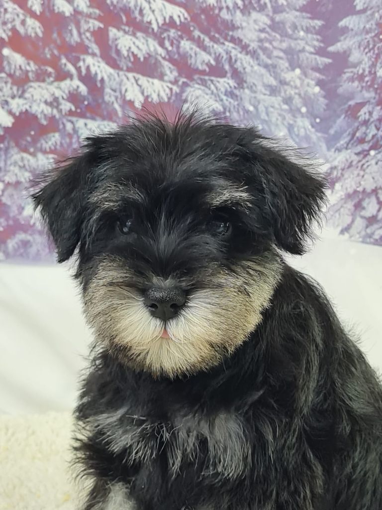 du mont de la chenaie - Chiots disponibles - Schnauzer miniature