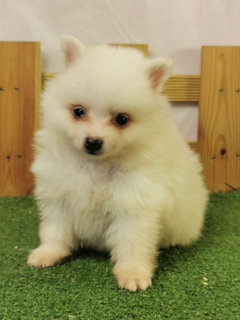 du mont de la chenaie - Chiots disponibles - Volpino Italiano